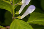 Showy skullcap